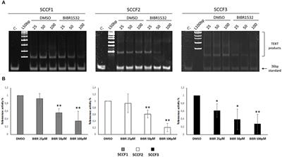 The Small Molecule BIBR1532 Exerts Potential Anti-cancer Activities in Preclinical Models of Feline Oral Squamous Cell Carcinoma Through Inhibition of Telomerase Activity and Down-Regulation of TERT